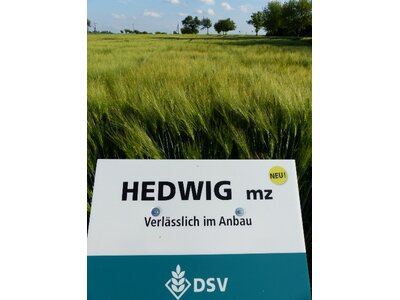 Hedwig Öko-2