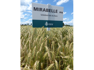 Mirabelle-1
