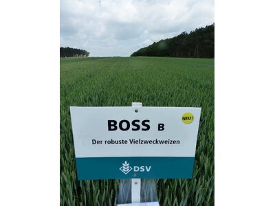 Boss Öko-3
