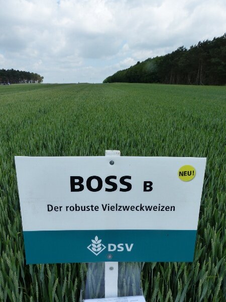 Boss Öko-3