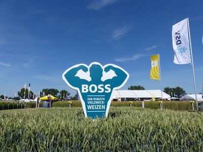 Boss Öko-1