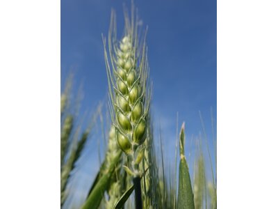 Complice-1