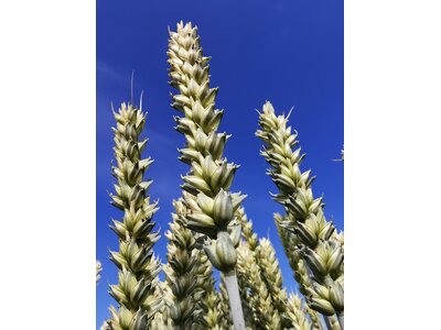 Polarkap-4