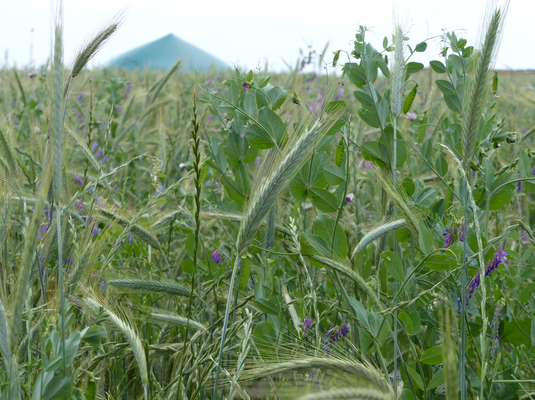 Mischbestand aus Getreide, Erbsen und violett blühenden Pflanzen auf einem Feld