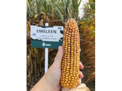 Emeleen-6