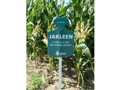 Jakleen-6