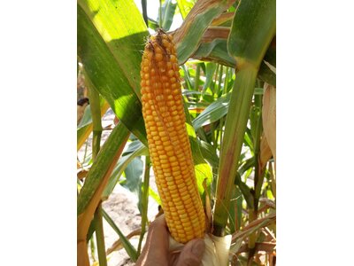 Novialis/ DS 1901 C-1