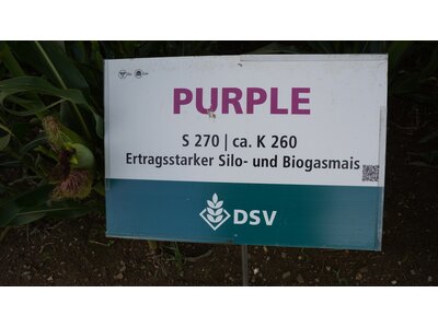 Purple-4