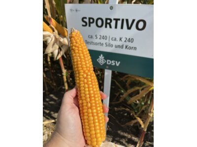 Sportivo-3