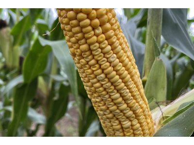 VARIANTAL / INDEM1355-1