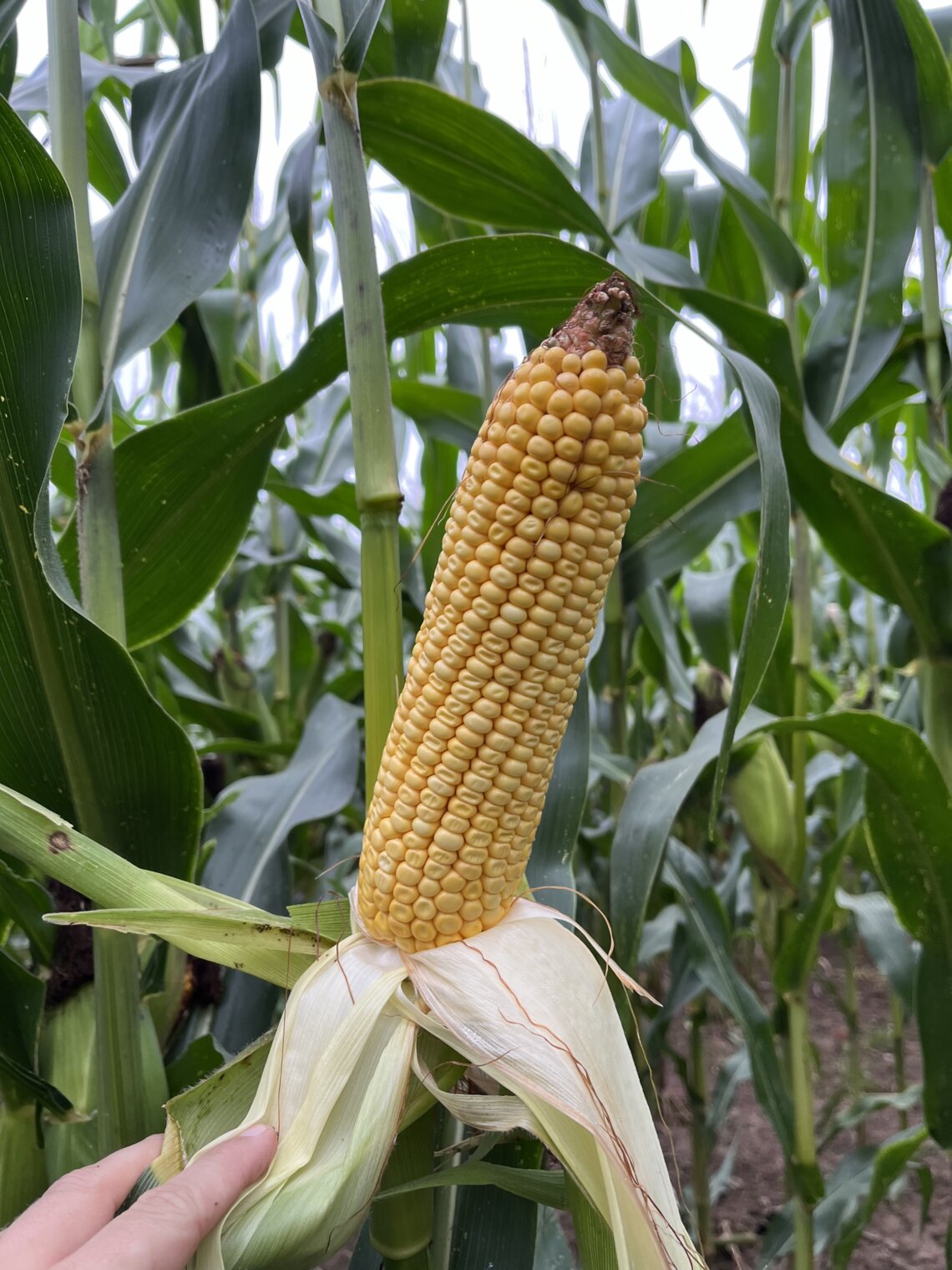 VARIANTAL / INDEM1355-3