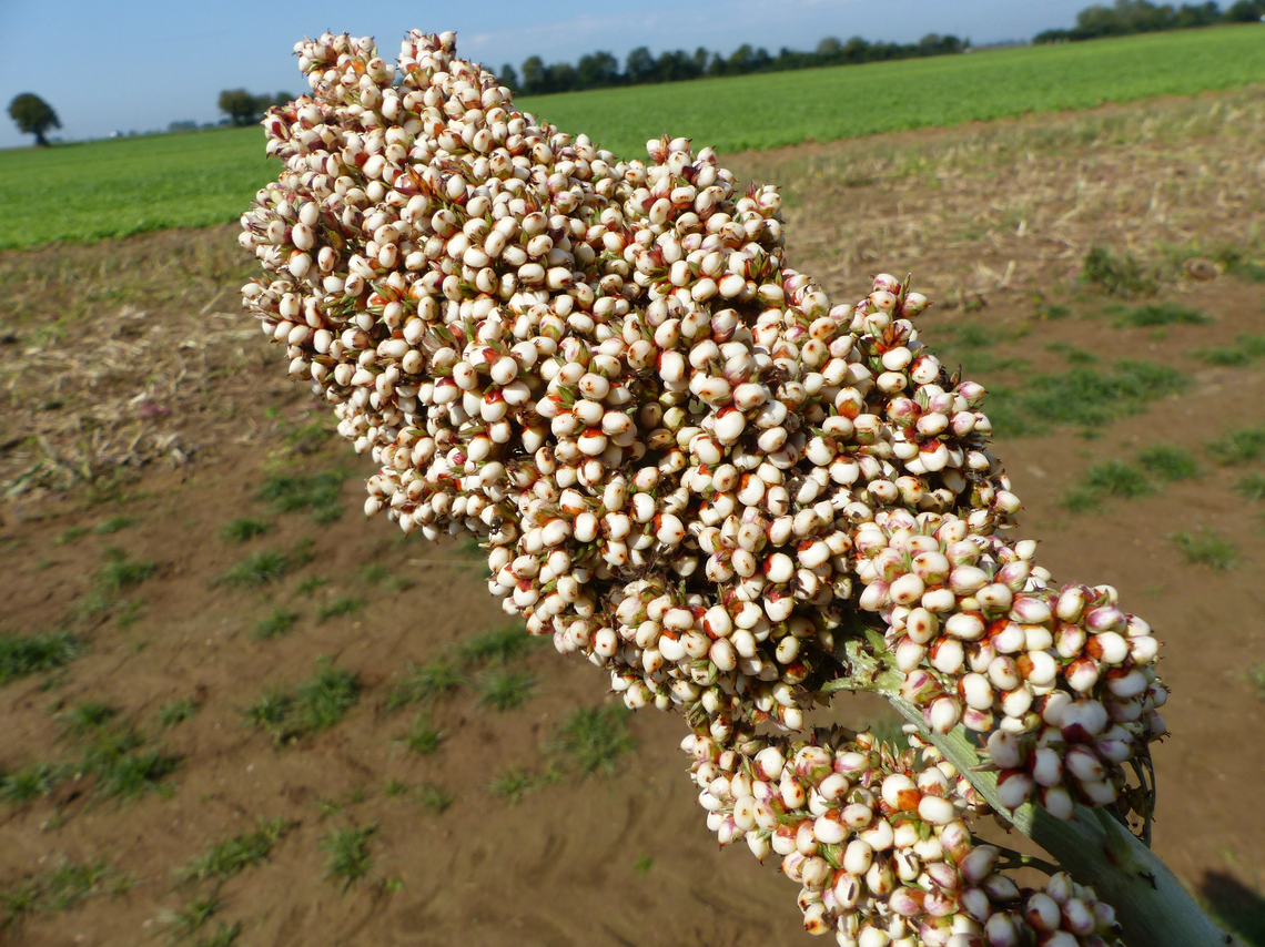 Power-Starch-Mix Long-1