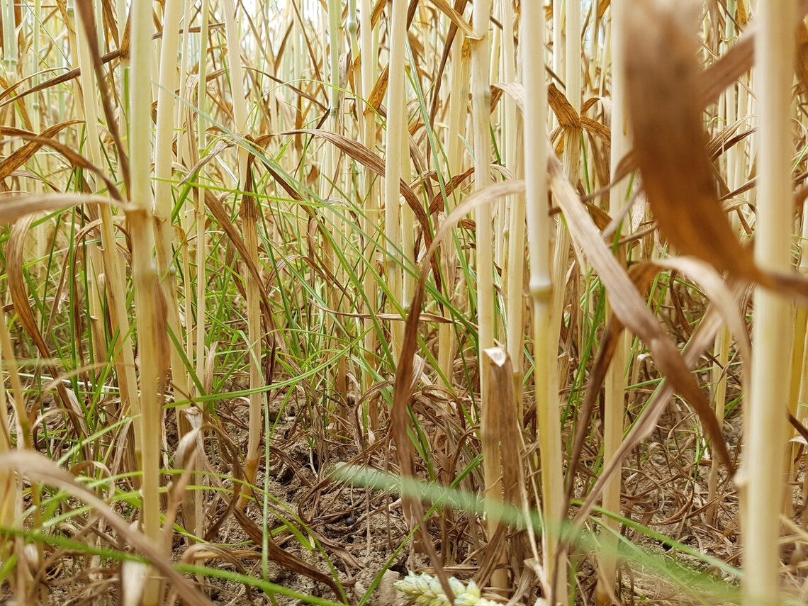 TerraLife® - CerealPro -3