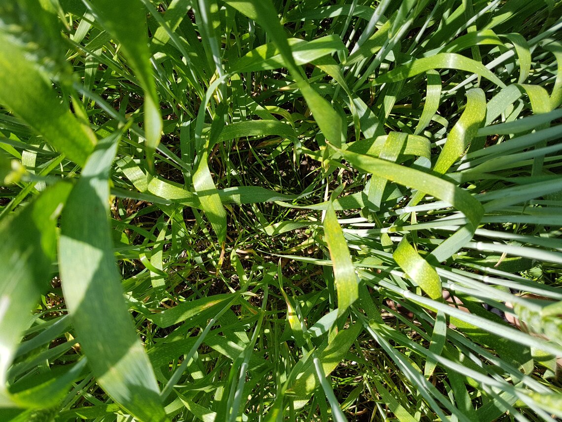 TerraLife® - CerealPro -2