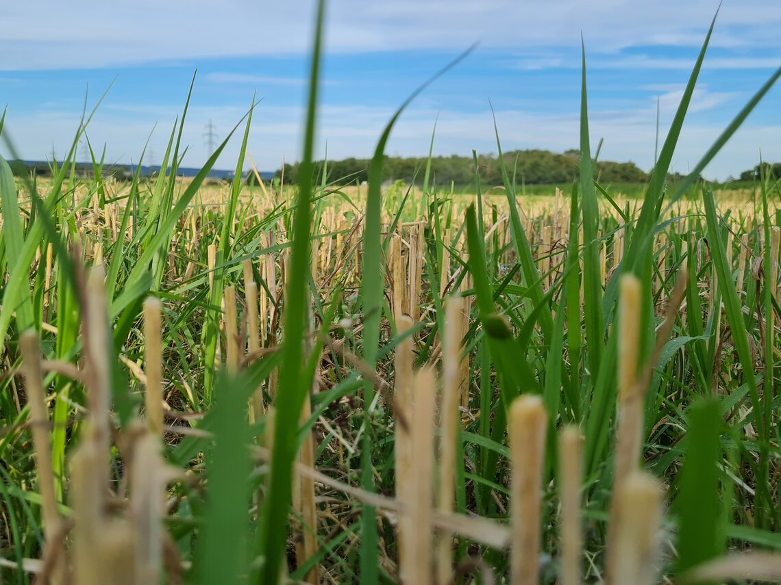 TerraLife® - CerealPro -4