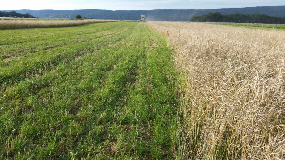 TerraLife® - CerealPro -5