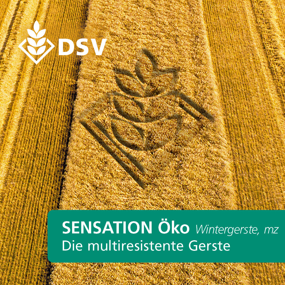 Sensation Öko-0