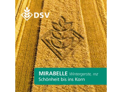 Mirabelle-0