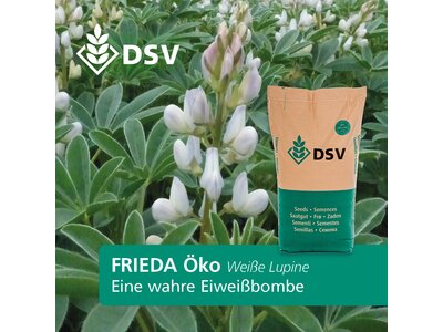 Frieda Öko-0