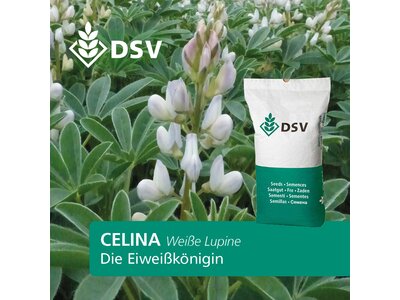 Celina-0