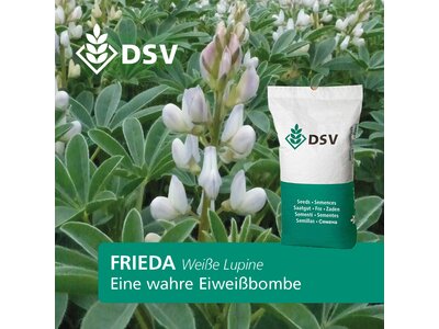 Frieda-0