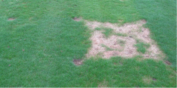 Dollarspot
