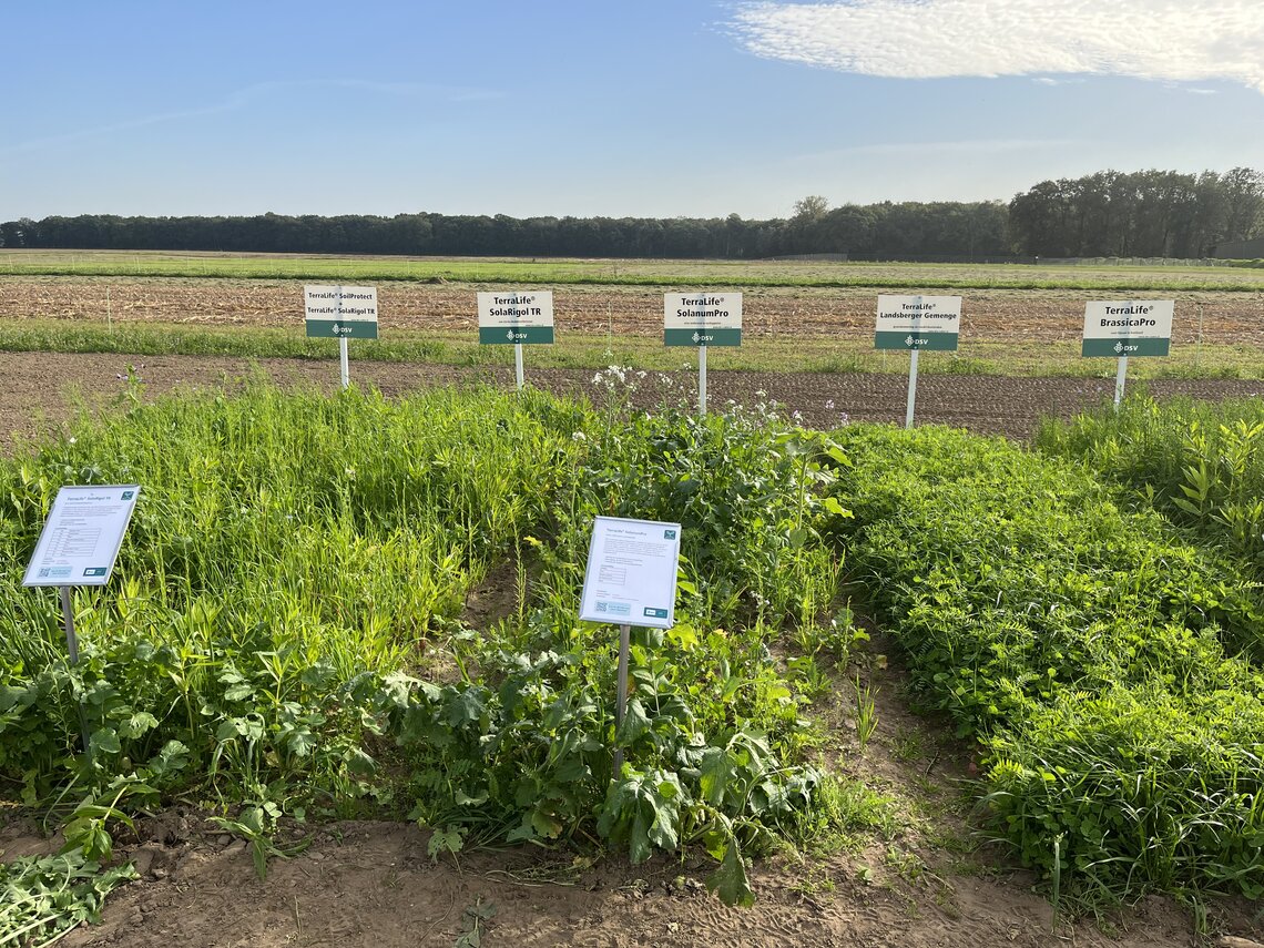 Versuchsparzellen mit verschiedenen Pflanzenbeständen auf einem Feld