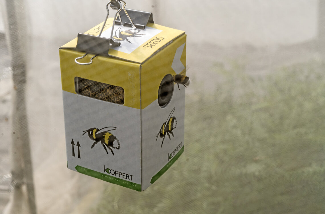 Gelber Bienenkasten mit mehreren Bienen