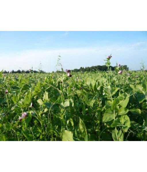 TerraLife®-Solanum Organic-2