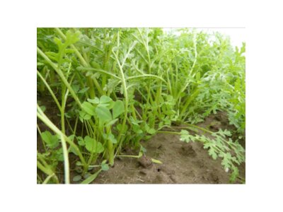 TerraLife®-GreenPower Organic-2