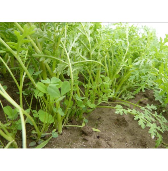 TerraLife®-GreenPower Organic-2