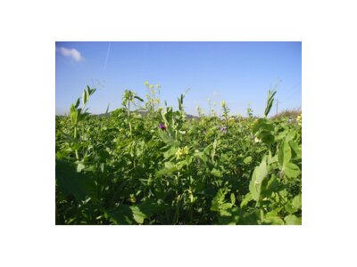 TerraLife®-BetaMaxx Organic-2