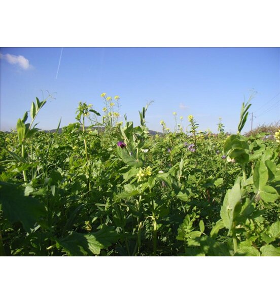 TerraLife®-BetaMaxx Organic-2