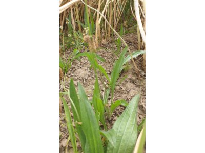 TerraLife® - CerealPro -0