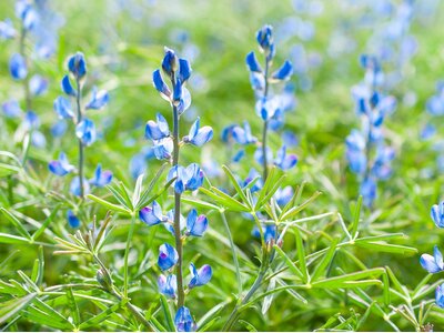 DSV | Lupine