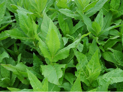 wilder brokkoli saatgut BIO Saatgut Brokkoli Calinaro  Biogartenladen