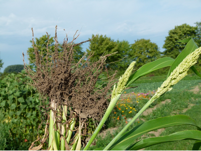 DSV | Sorghum / Sudangras
