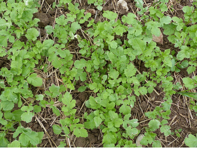 lavendelkranz knstlich Lavendelkranz 40 cm  Echter konservierter Lavendel, duftend, Trockenb