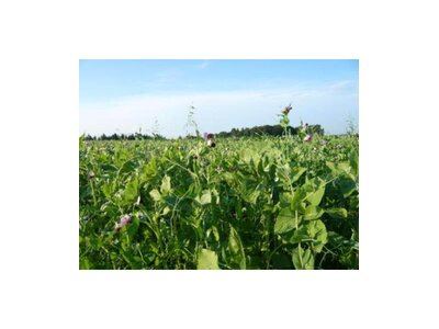 TerraLife®-Solanum Organic-2