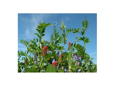 TerraLife® Landsberger Gemenge Organic-2