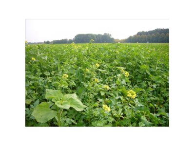 TerraLife®-BioMaxx Organic-2