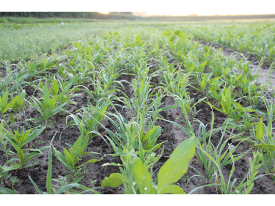 TerraLife® - AquaPro -2