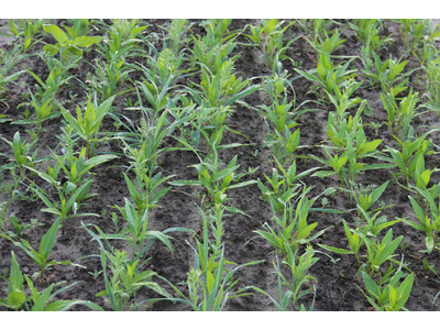 TerraLife® - AquaPro -3