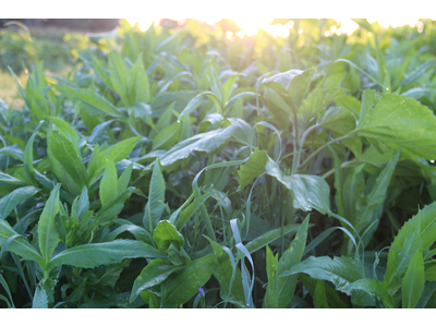 TerraLife® - AquaPro -5