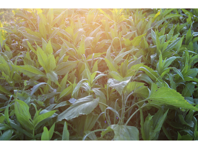 TerraLife® - AquaPro -6