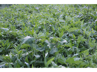 TerraLife® - AquaPro -4
