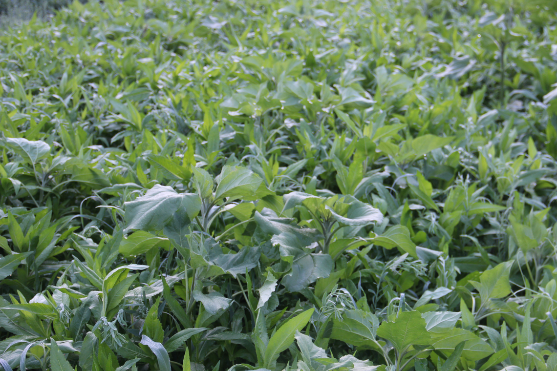 TerraLife® - AquaPro -4