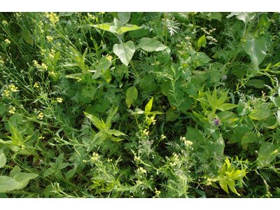 TerraLife® - AquaPro -0