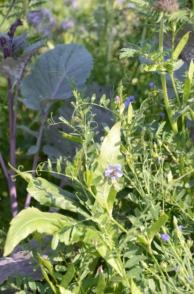 TerraLife® - BetaMaxx TR-4