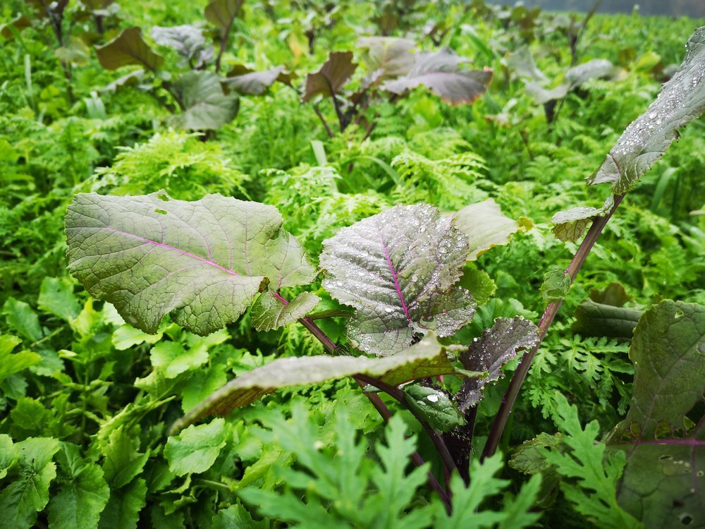 TerraLife® - BetaMaxx TR-5